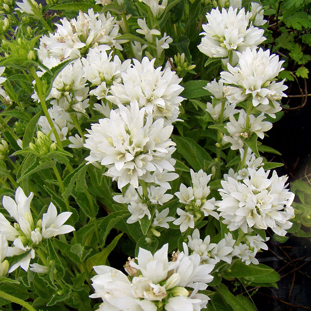 Clopoțel aglomerat - Campanula glomerata ‘Alba’