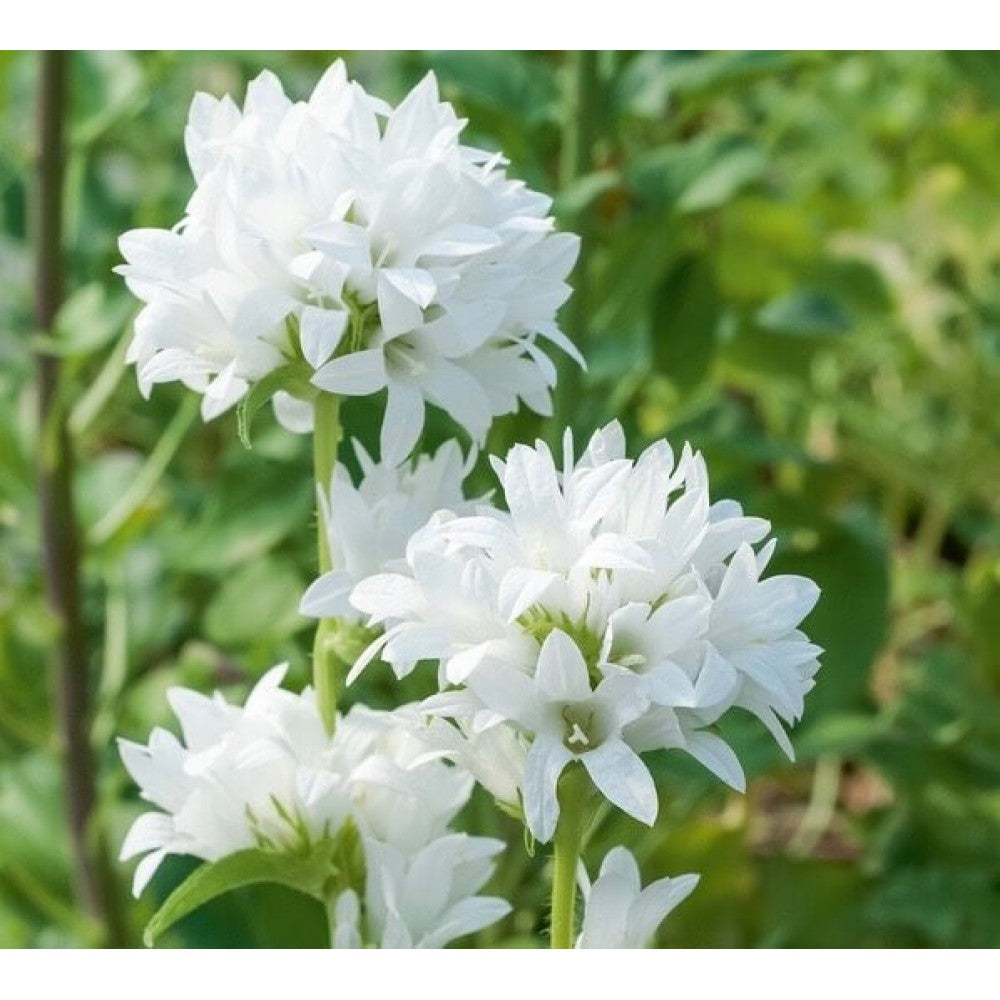 Clopoțel aglomerat - Campanula glomerata ‘Alba’