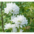 Clopoțel aglomerat - Campanula glomerata ‘Alba’