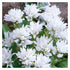 Clopoțel aglomerat - Campanula glomerata ‘Alba’