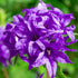 Clopoțel aglomerat - Campanula glomerata ‘Superba’