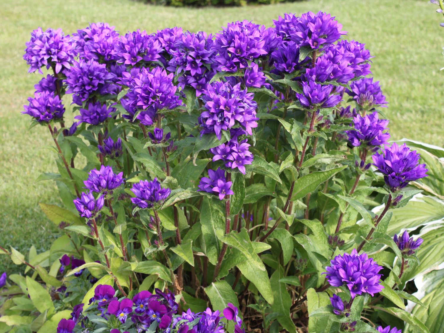 Clopoțel aglomerat - Campanula glomerata ‘Superba’