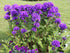 Clopoțel aglomerat - Campanula glomerata ‘Superba’