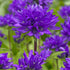 Clopoțel aglomerat - Campanula glomerata ‘Superba’