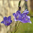 Clopoței - Campanula Persicifolia Caerulea