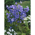 Clopoței - Campanula Persicifolia Caerulea