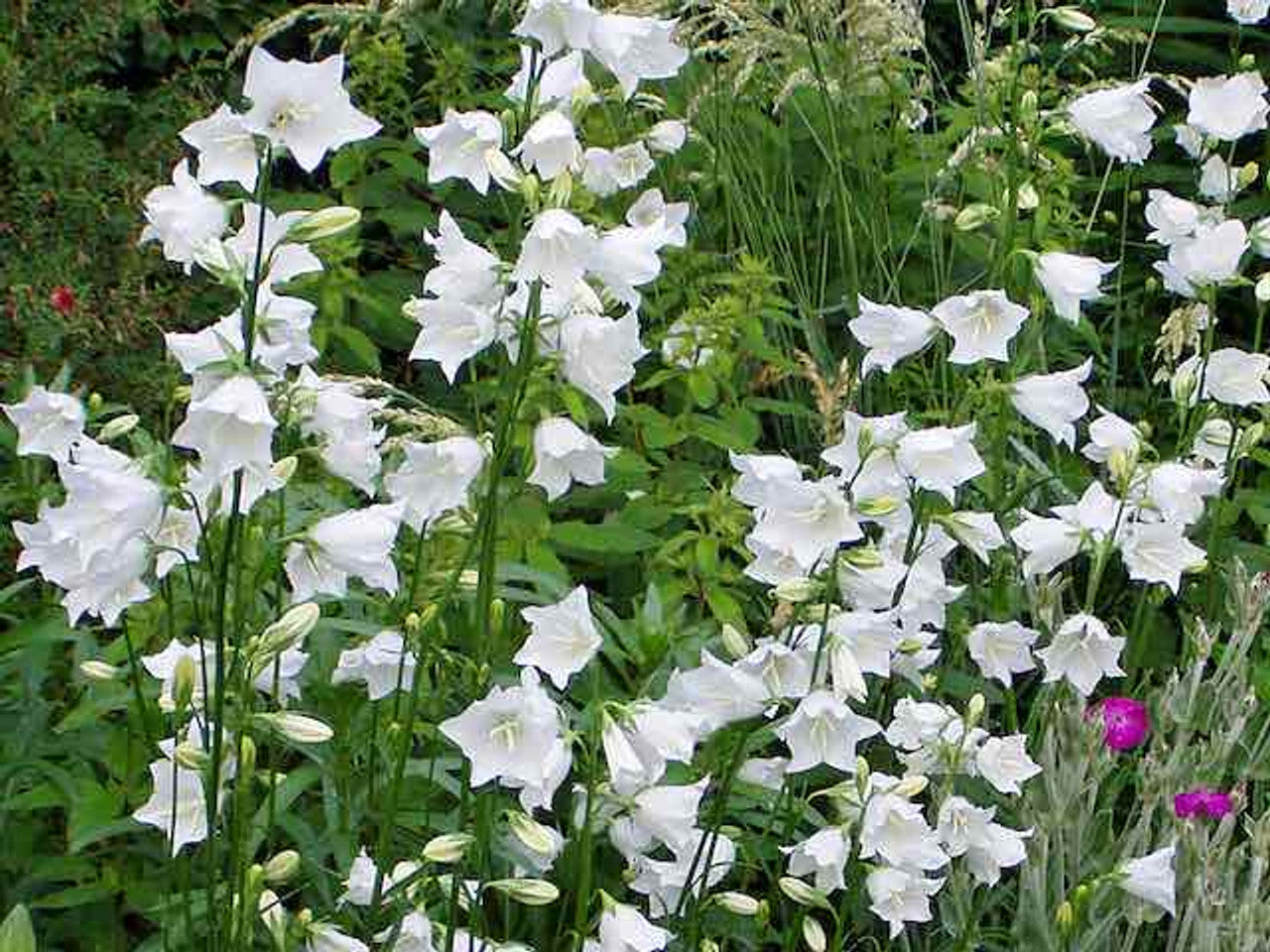 Clopoței - Campanula Persicifolia White