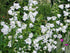 Clopoței - Campanula persicifolia ‘White’