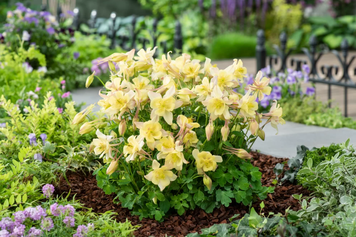 Căldărușe - Aquilegia caerulea Earlybird™  Yellow