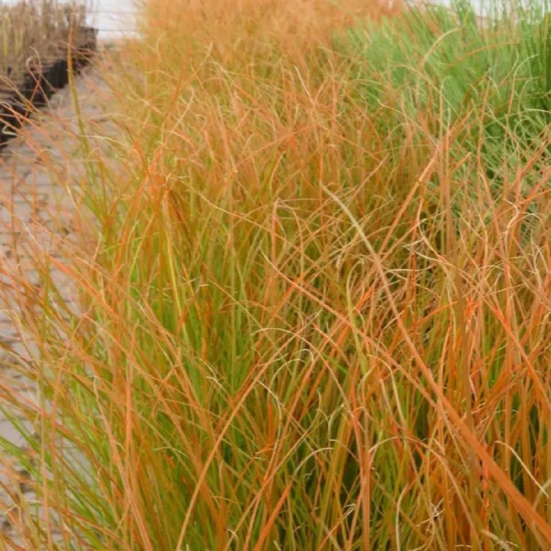 Rogoz decorativ - Carex testacea Prairie Fire