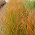 Rogoz decorativ - Carex testacea Prairie Fire