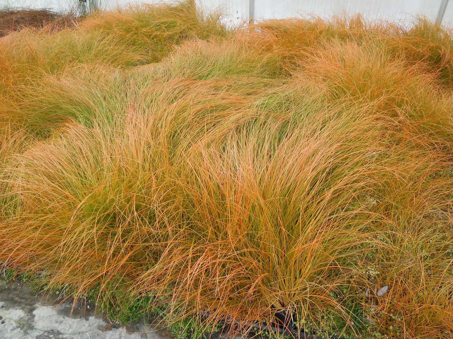 Rogoz decorativ - Carex testacea Prairie Fire