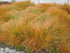Rogoz decorativ - Carex testacea Prairie Fire