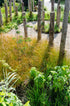 Rogoz decorativ - Carex testacea Prairie Fire