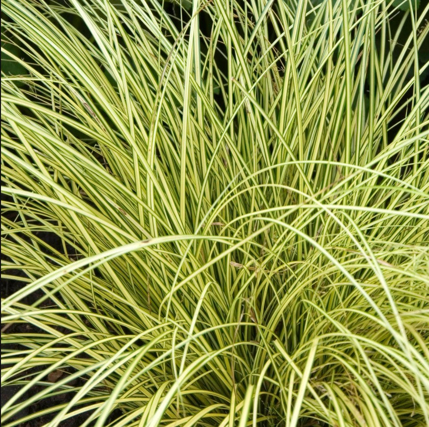Rogoz - Carex brunnea 'Jenneke'