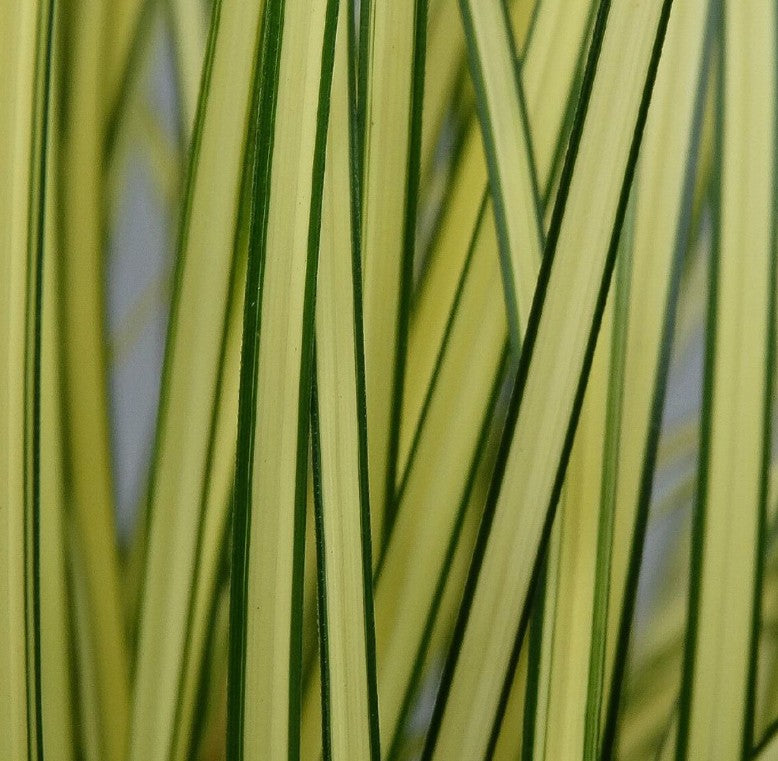 Rogoz - Carex brunnea 'Jenneke'