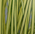 Rogoz - Carex brunnea 'Jenneke'