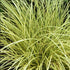 Rogoz - Carex brunnea 'Jenneke'