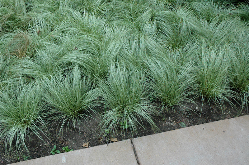 Rogoz decorativ - Carex comans Amazon Mist