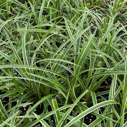 Rogoz variegat - Carex morrowii Ice Dance