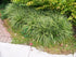 Rogoz variegat - Carex morrowii Ice Dance