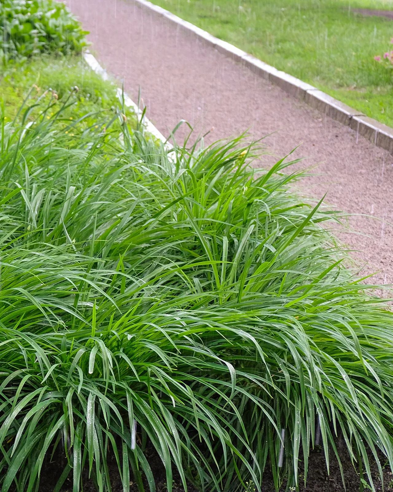 Rogoz verde - Carex morrowii 'Irish Green'