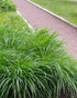 Rogoz verde - Carex morrowii 'Irish Green'