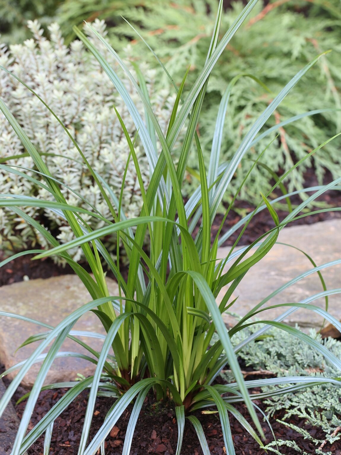 Rogoz verde - Carex morrowii 'Irish Green'