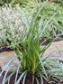 Rogoz verde - Carex morrowii 'Irish Green'