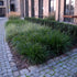 Rogoz verde - Carex morrowii 'Irish Green'