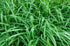 Rogoz verde - Carex morrowii 'Irish Green'