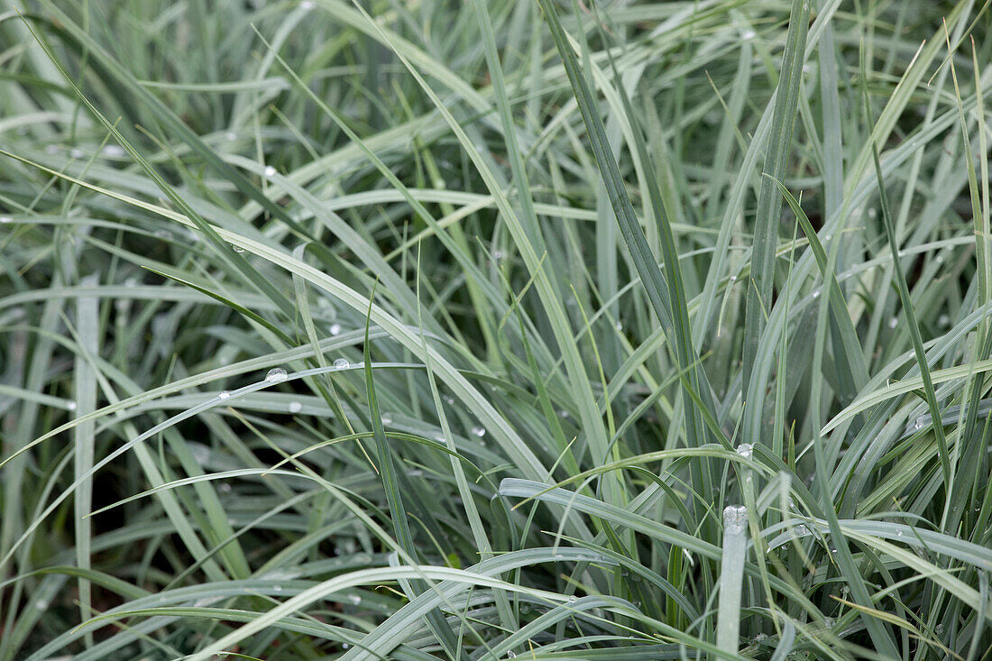 Rogoz albastru - Carex panicea 'Pamira'