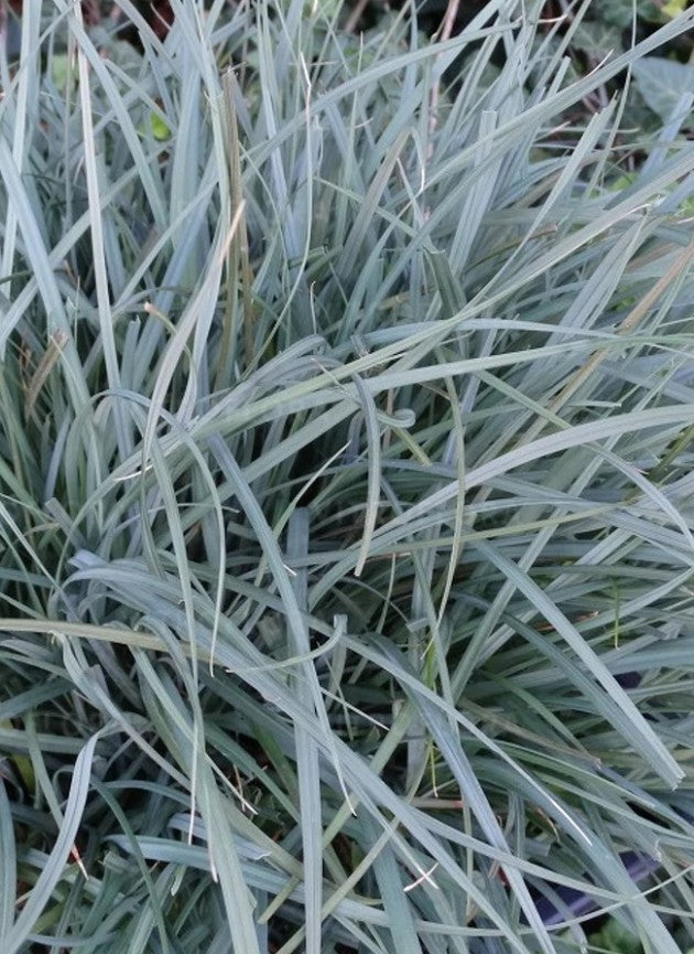 Rogoz albastru - Carex panicea 'Pamira'