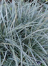 Rogoz albastru - Carex panicea 'Pamira'