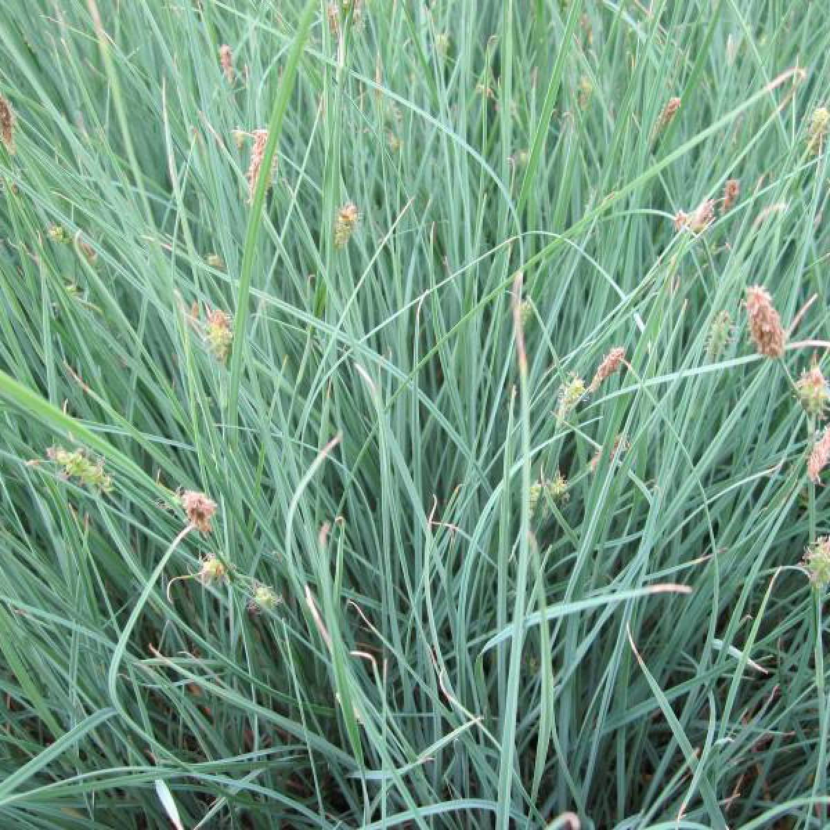 Rogoz albastru - Carex panicea 'Pamira'