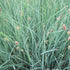 Rogoz albastru - Carex panicea 'Pamira'