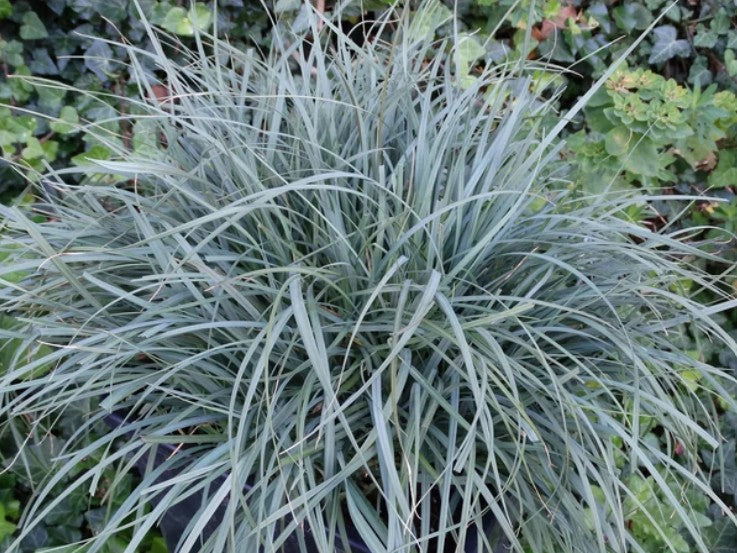 Rogoz albastru - Carex panicea 'Pamira'