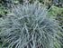 Rogoz albastru - Carex panicea 'Pamira'