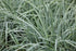 Rogoz albastru - Carex panicea 'Pamira'