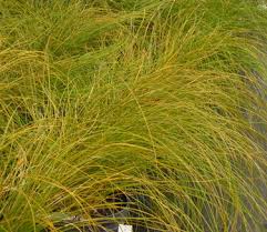 Rogoz decorativ - Carex testacea Prairie Fire