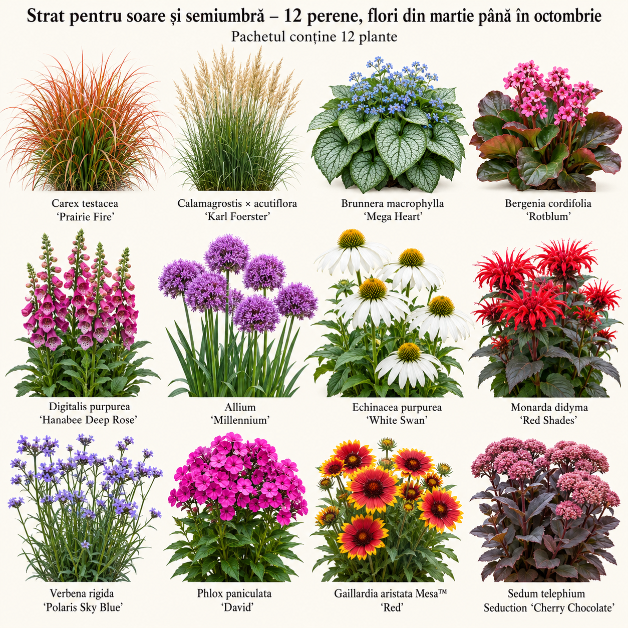 Strat pentru soare și semiumbră – 12 perene, flori din martie până în octombrie