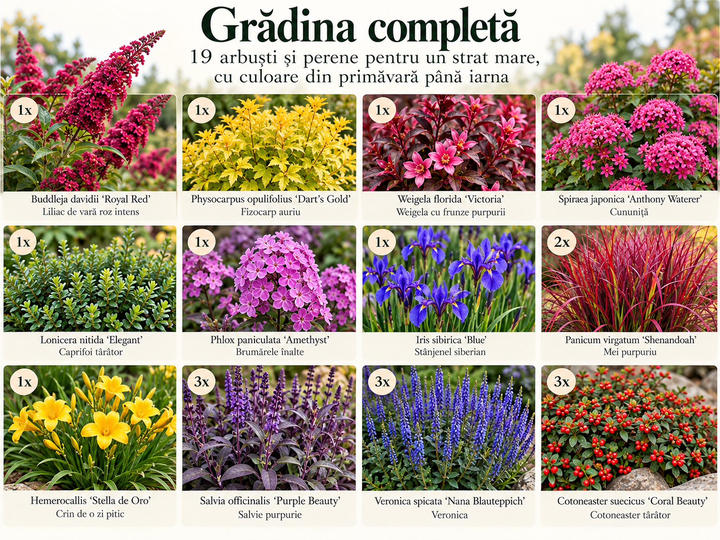 Grădina completă – 19 arbuști și perene pentru un strat mare, cu culoare din primăvară până iarna