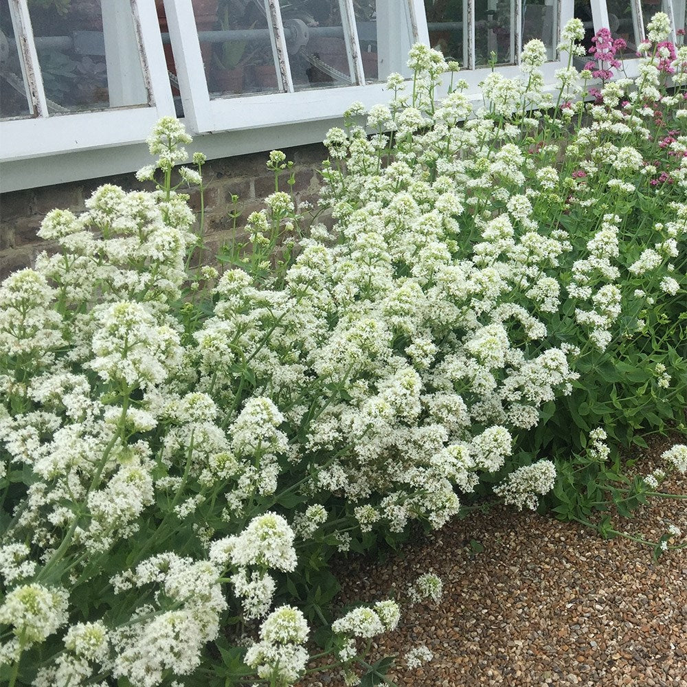 Valeriană cu flori albe - Centranthus ruber ‘Albus’