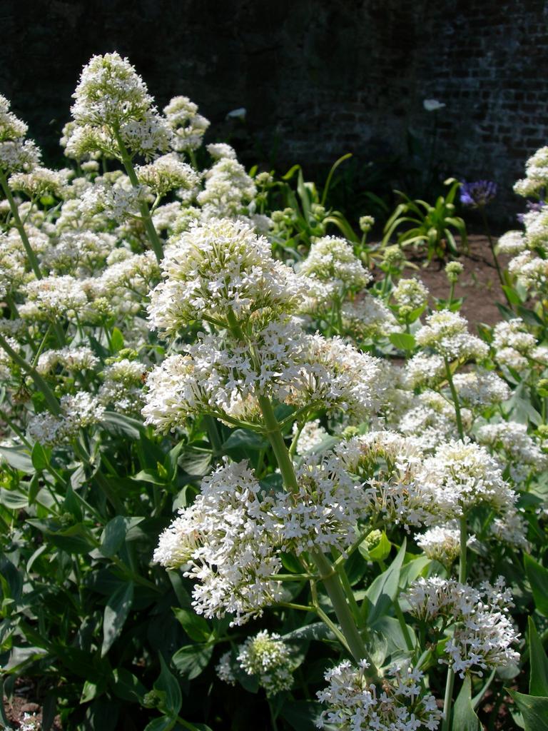 Valeriană cu flori albe - Centranthus ruber ‘Albus’