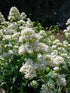 Valeriană cu flori albe - Centranthus ruber ‘Albus’