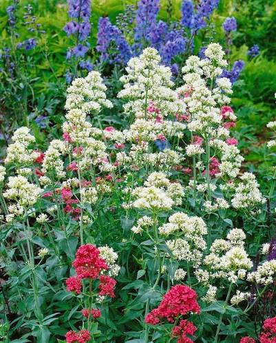 Valeriană cu flori albe - Centranthus ruber ‘Albus’