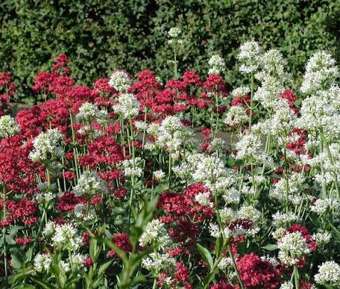 Valeriană cu flori albe - Centranthus ruber ‘Albus’