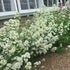 Valeriană cu flori albe - Centranthus ruber ‘Albus’