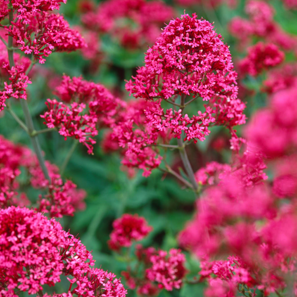 Valeriană roșie - Centranthus ruber ‘Coccineus’