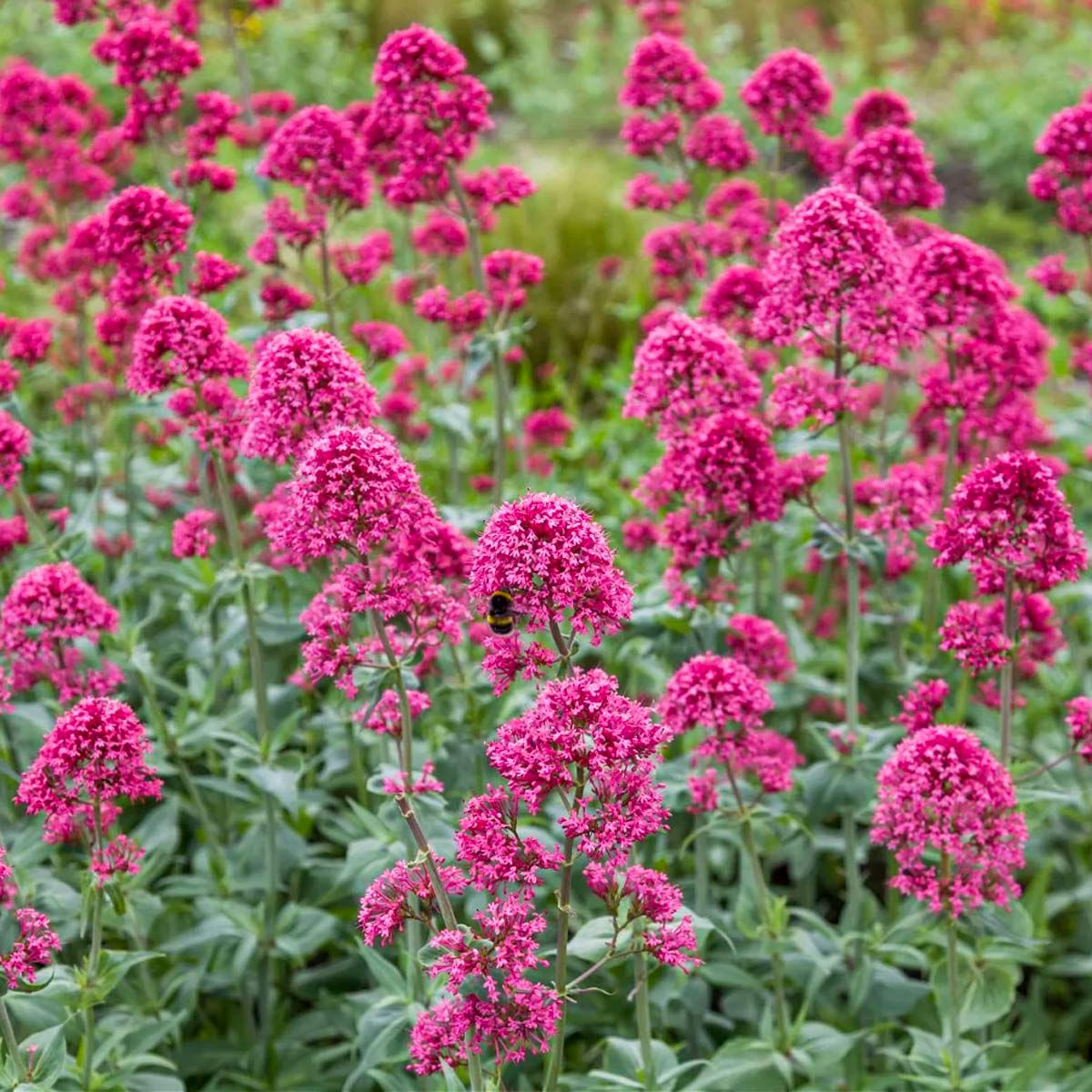 Valeriană roșie - Centranthus ruber ‘Coccineus’